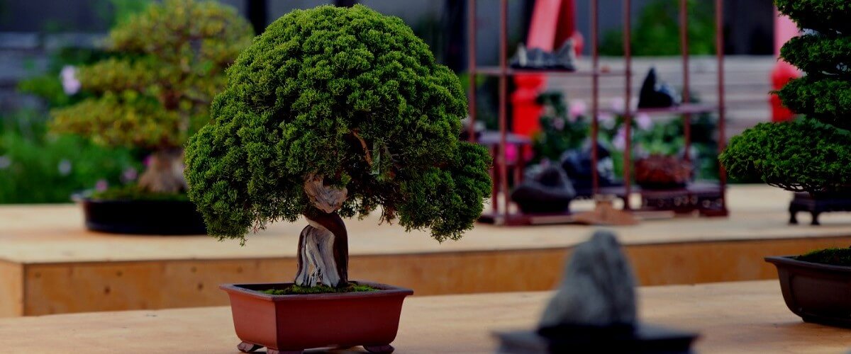 How to wire a bonsai tree